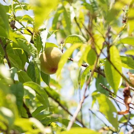 Διαμέρισμα Vitedimare Sabbia - Múggia