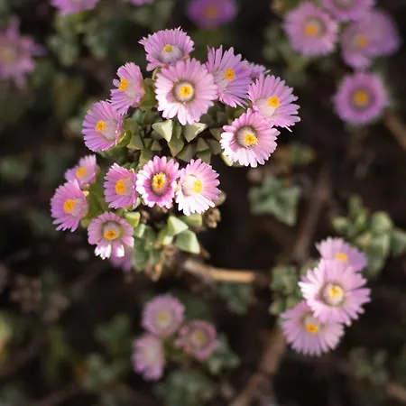 Vitedimare Sabbia - Διαμέρισμα *