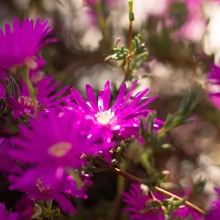 Διαμέρισμα Vitedimare Sabbia - *